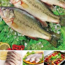 海鲈鱼,冷冻鱼产品半成品鱼批发品质保障,浔味堂食品